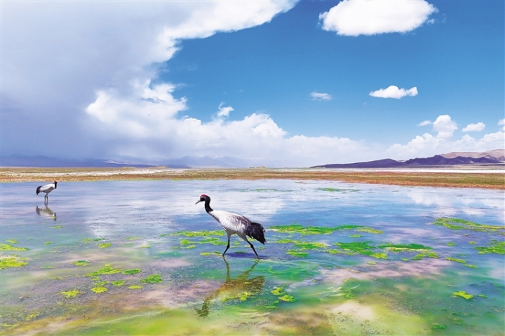 ②一对黑颈鹤在纳仁郭勒村的湿地里漫步，悠然自得。