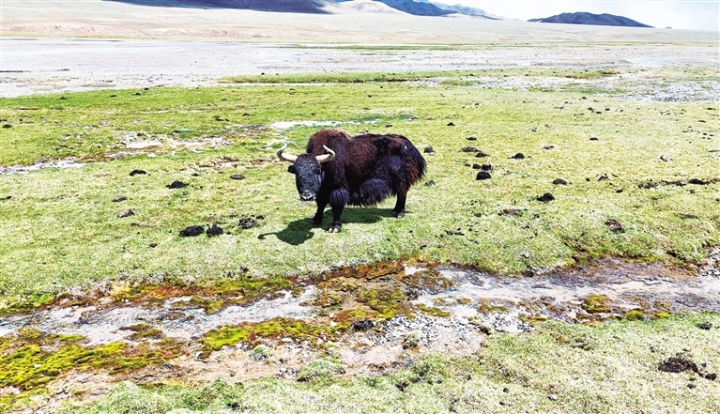 ①在奎腾郭勒村，一只野牦牛在悠闲散步。