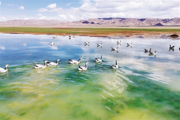 ③斑头雁在乌兰布勒格村的一处湿地戏水。