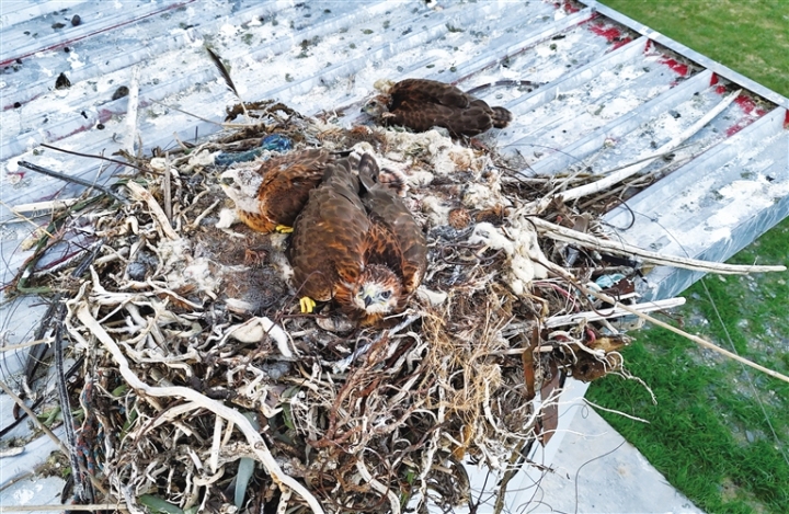 ④大鵟在阿尔格勒泰村的一户牧民家筑巢生活。